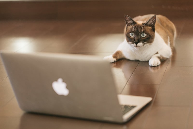 【TIPS】MacBook Airの底ネジをなくしたら・・・【代用OK】