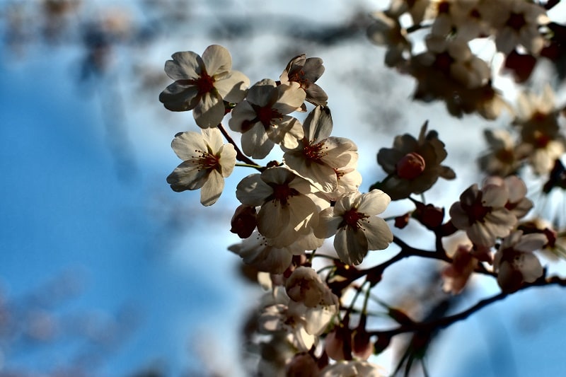 【2015.4.4】SAKURA 2015