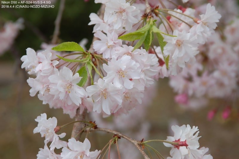 しだれ桜