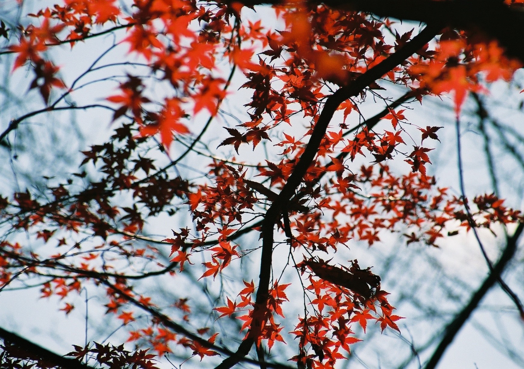 【2014.12.23】α7000のフィルム現像