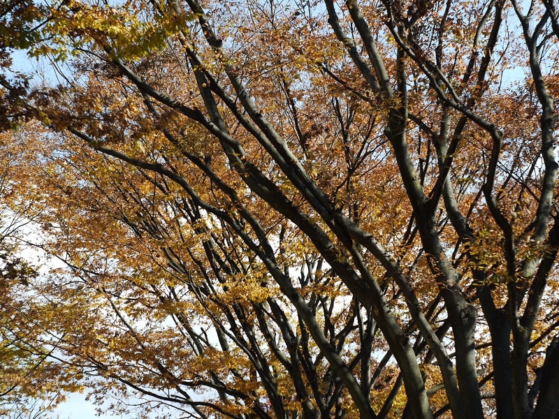 G1＋テッサーで撮る秋の紅葉